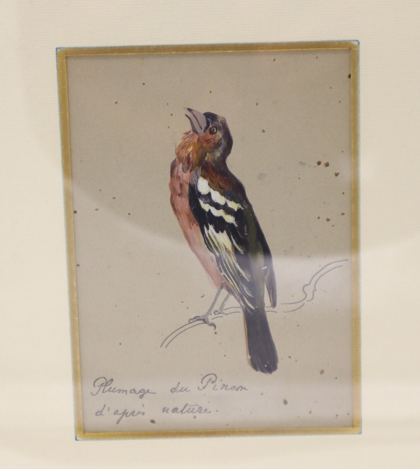 Uccellino Acquarello Watercolour Plumage du Pinon d'apres nature